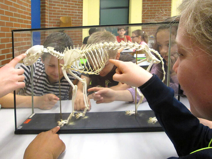 Schüler betrachten ein Modell eines kleinen Dinosaurier-Skeletts